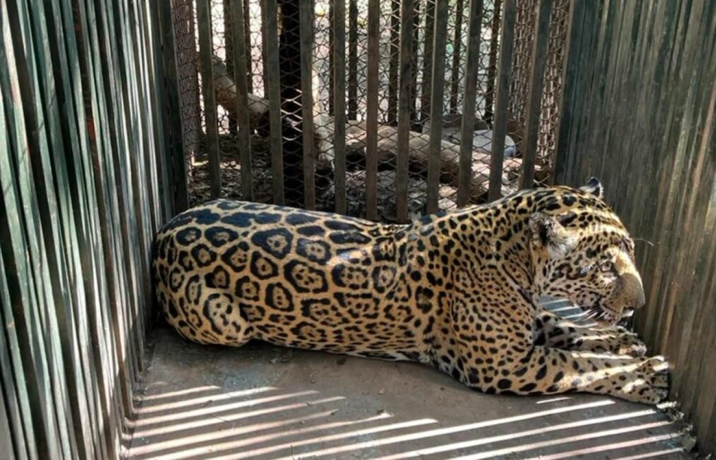 Jaguar atropellado no corresponde a Tamaulipas, aclara Comisión de Parques y Biodiversidad