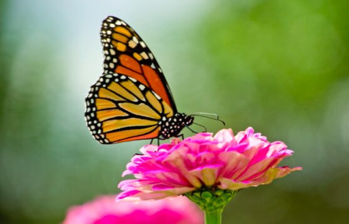 Una historia de éxito para las mariposas monarca