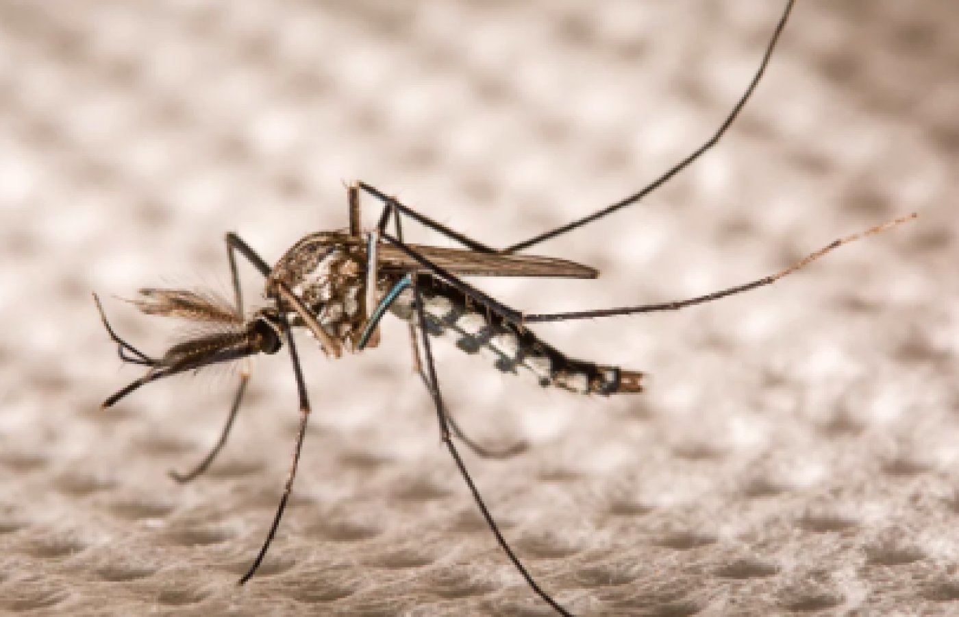 La Ciudad de McAllen lanza esfuerzos de fumigación contra mosquitos en toda la ciudad