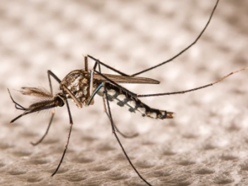 La Ciudad de McAllen lanza esfuerzos de fumigación contra mosquitos en toda la ciudad