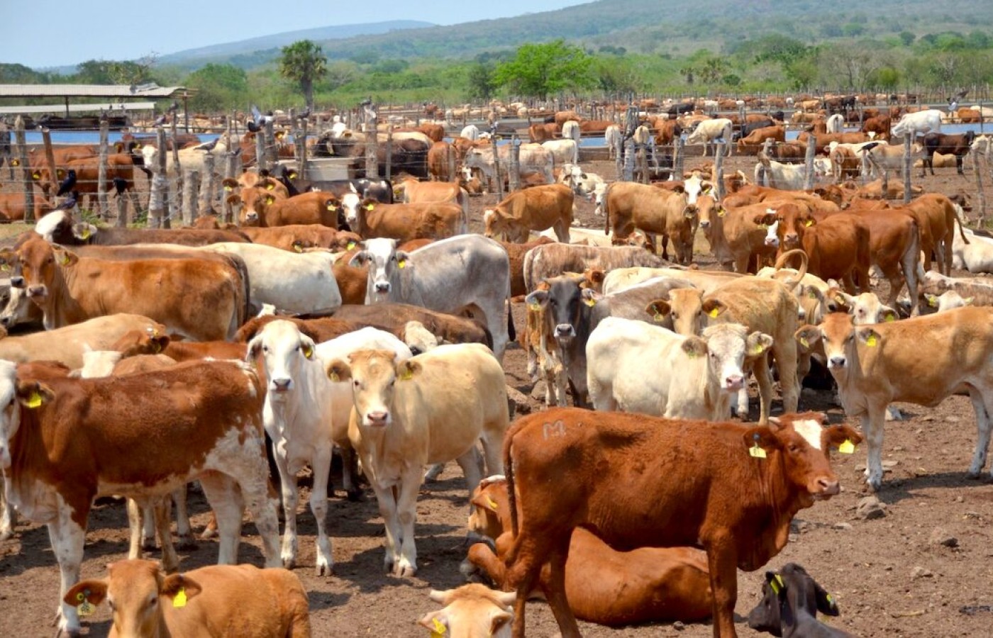 Fortalece Tamaulipas medidas sanitarias contra el gusano barrenador