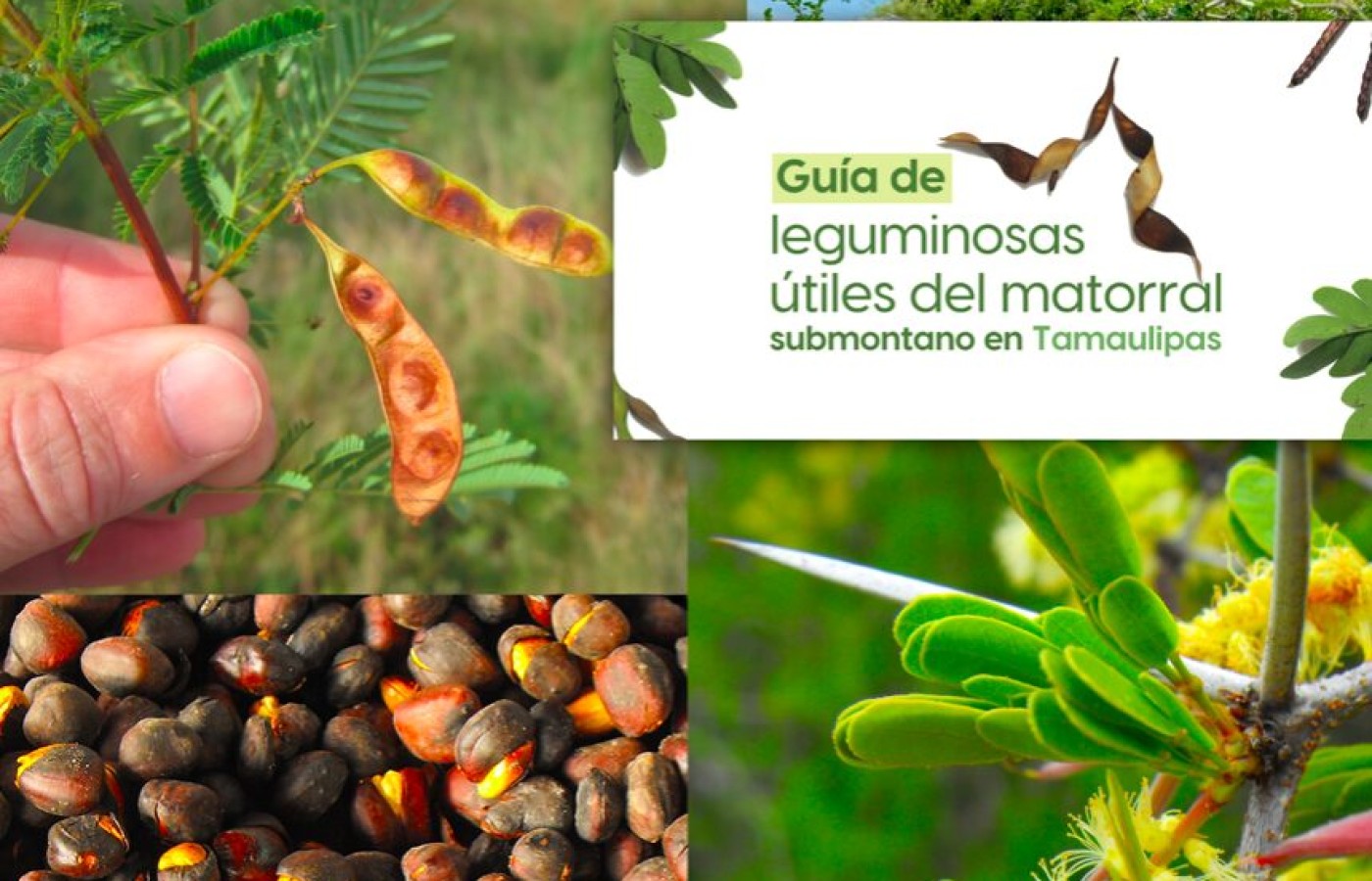 La UAT invita a conocer más sobre las leguminosas y su aprovechamiento