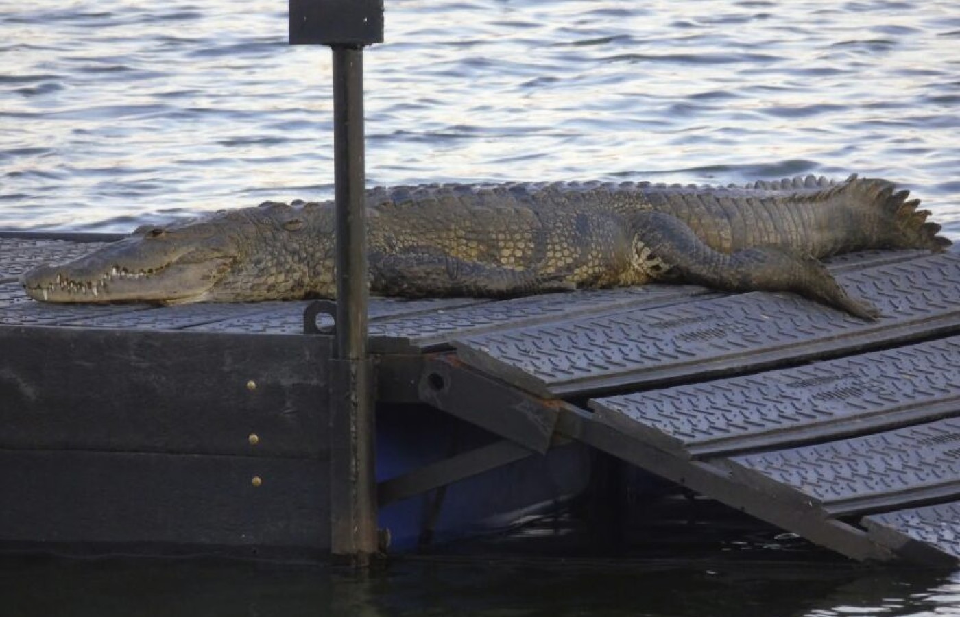Gobierno Municipal de Tampico instala asoleaderos para cocodrilos en la Laguna del Carpintero