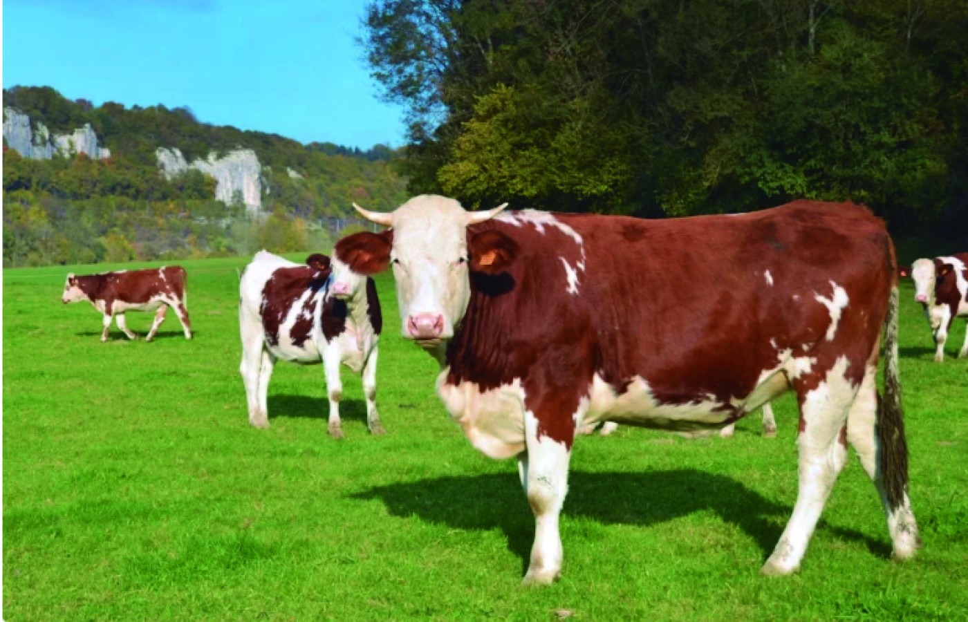 Superan a México y Canadá en envío de carne a EU