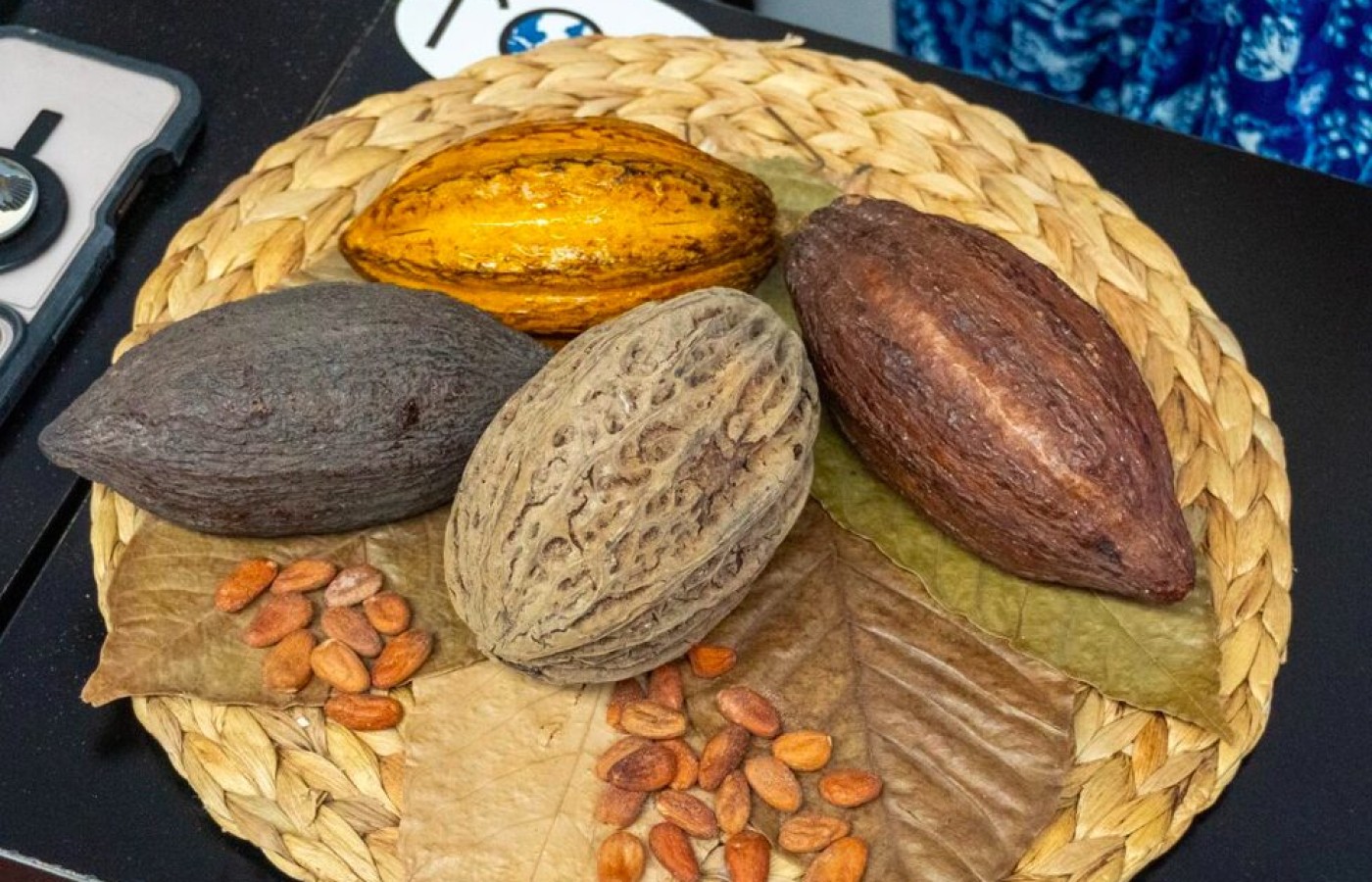 Presentan el Festival del Cacao y Chocolate en Puerto Vallarta