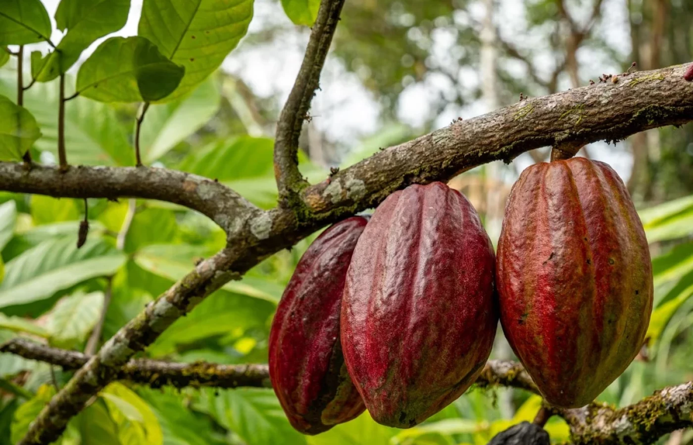 México celebra su legado cacaotero, pero importa 192 veces más de lo que exporta