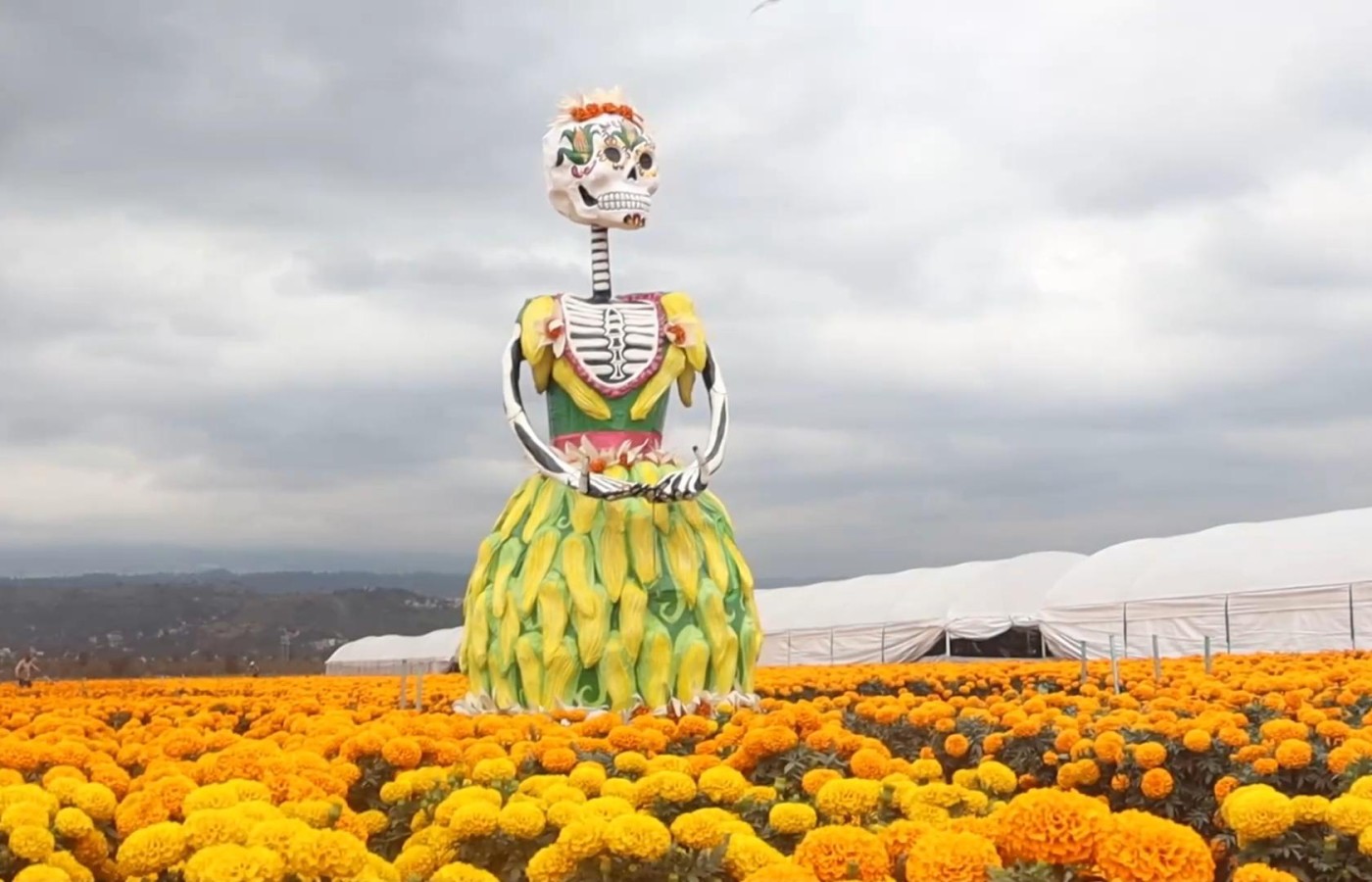 Cempasúchil de Xochimilco