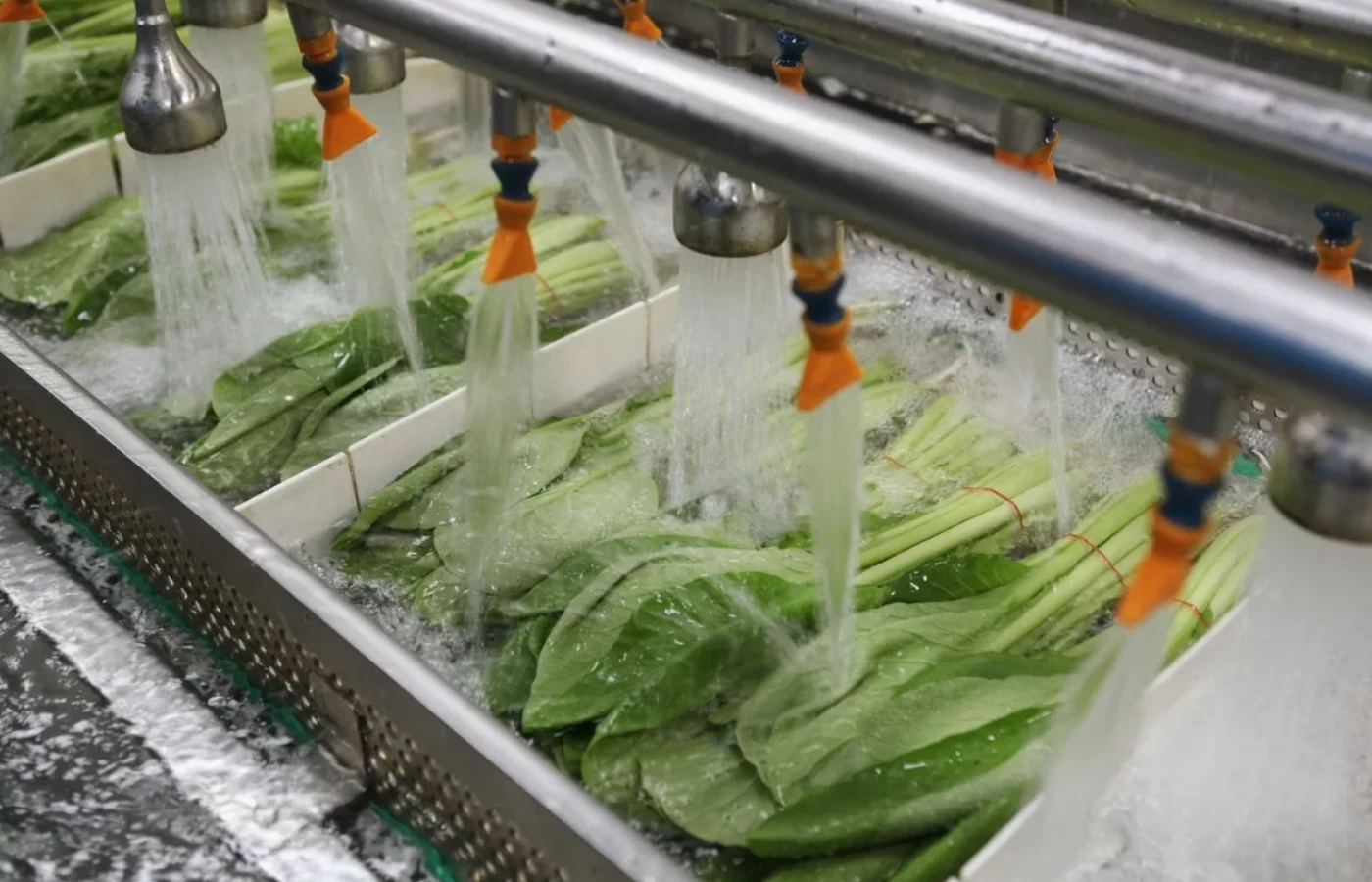 Lechuga mexicana bajo alerta revela por qué lavar bien los vegetales puede no bastar