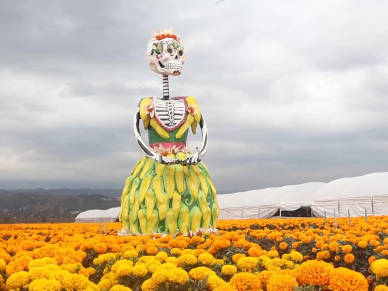 Cempasúchil de Xochimilco